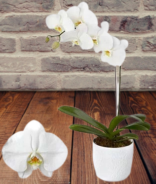 Phalaenopsis Blanca + ceramica